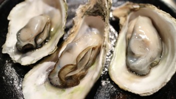 BLOG oesters