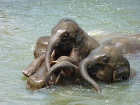 kokos blog olifantjes zwemmen